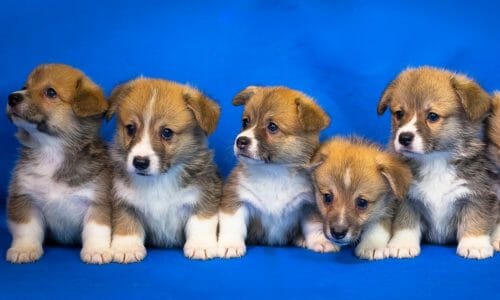 中型犬の犬年齢早見表（柴犬、ビーグルなど）
