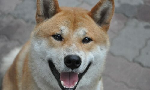 中型犬の人気犬種ランキング2019年版