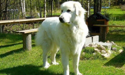超大型犬の人気犬種ランキング2019年版