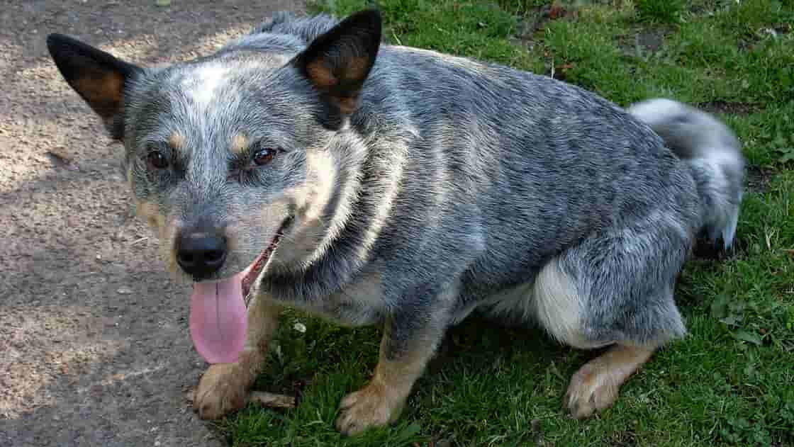 世界最高齢の犬-オーストラリアン・キャトル・ドッグ