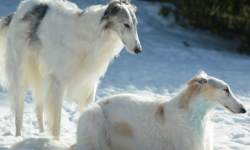 小型 中型 大型 超大型人気犬種ランキング アーカイブ 犬年齢早見表