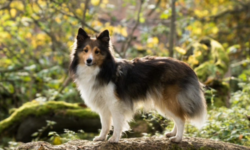 中型犬の人気犬種ランキング[最新版]